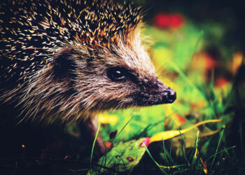 Międzynarodowy Dzień Jeża. Dlaczego ustanowiono to święto? - Radio Kielce