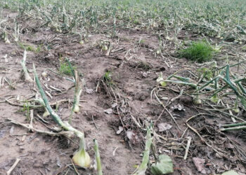 Termin naboru wniosków o pomocy dla rodzin rolniczych wydłużony do 30 listopada - Radio Kielce