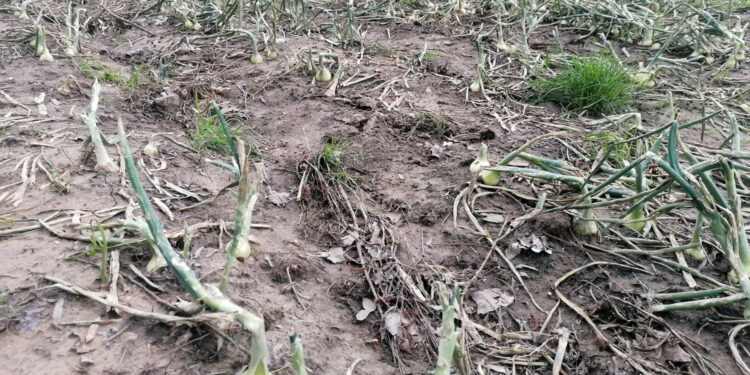 Termin naboru wniosków o pomocy dla rodzin rolniczych wydłużony do 30 listopada - Radio Kielce Termin naboru wniosków o pomocy dla rodzin rolniczych wydłużony do 30 listopada - Radio Kielce