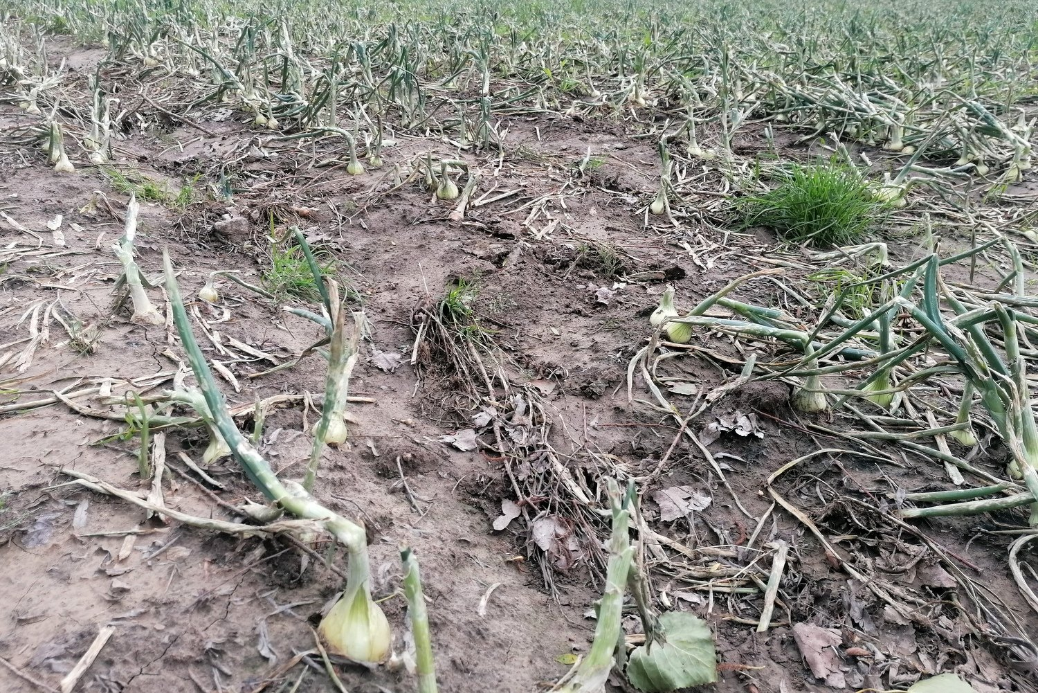 Termin naboru wniosków o pomocy dla rodzin rolniczych wydłużony do 30 listopada - Radio Kielce Termin naboru wniosków o pomocy dla rodzin rolniczych wydłużony do 30 listopada - Radio Kielce