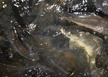 W Gospodarstwie Rybackim Rytwiany uczą jak ekologicznie hodować karpia - Radio Kielce