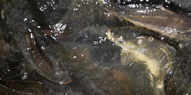 W Gospodarstwie Rybackim Rytwiany uczą jak ekologicznie hodować karpia - Radio Kielce