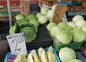 Kapusta włoska / Fot. Marzena Smoręda - Radio Kielce