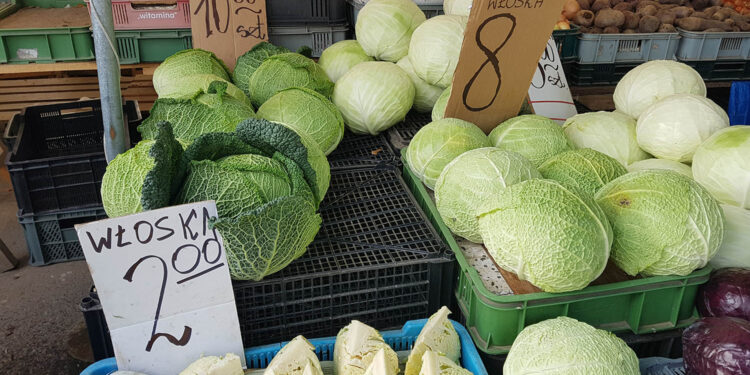 Kapusta włoska / Fot. Marzena Smoręda - Radio Kielce