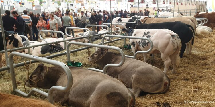 Zmiany w zasadach rejestrowania i znakowania zwierząt - Radio Kielce