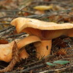 Mleczaj jodłowy. / Fot. nagrzybyby.pl