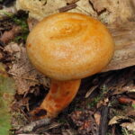 Mleczaj jodłowy. / Fot. nagrzybyby.pl