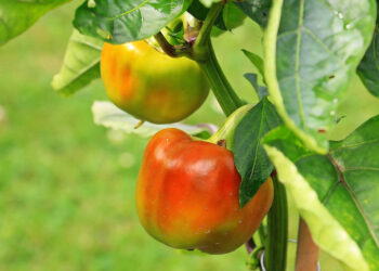 Nowe zagrożenia fitosanitarne dla Polski. Szkodliwe grzyby, wirusy, nicienie, szkodniki - Radio Kielce