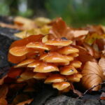 Płomiennica zimowa. / Fot. nagrzybyby.pl