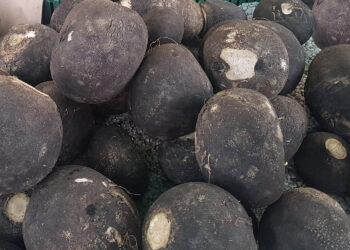 Czarna rzepa / Fot. Marzena Smoręda - Radio Kielce