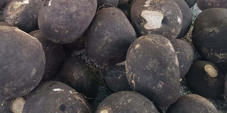 Czarna rzepa / Fot. Marzena Smoręda - Radio Kielce