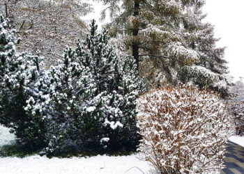 Ogród w zimie. Jak dbać o rośliny? - Radio Kielce