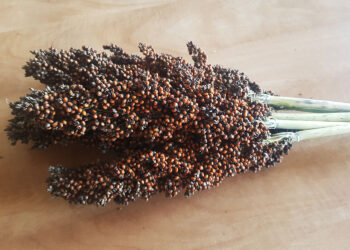 Sorgo – zboże na ocieplający się klimat. Do uprawy zachęca pionier ze Świętokrzyskiego - Radio Kielce