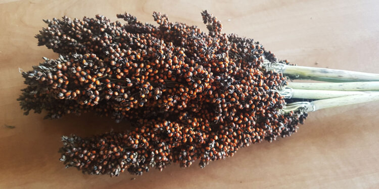 Sorgo – zboże na ocieplający się klimat. Do uprawy zachęca pionier ze Świętokrzyskiego - Radio Kielce