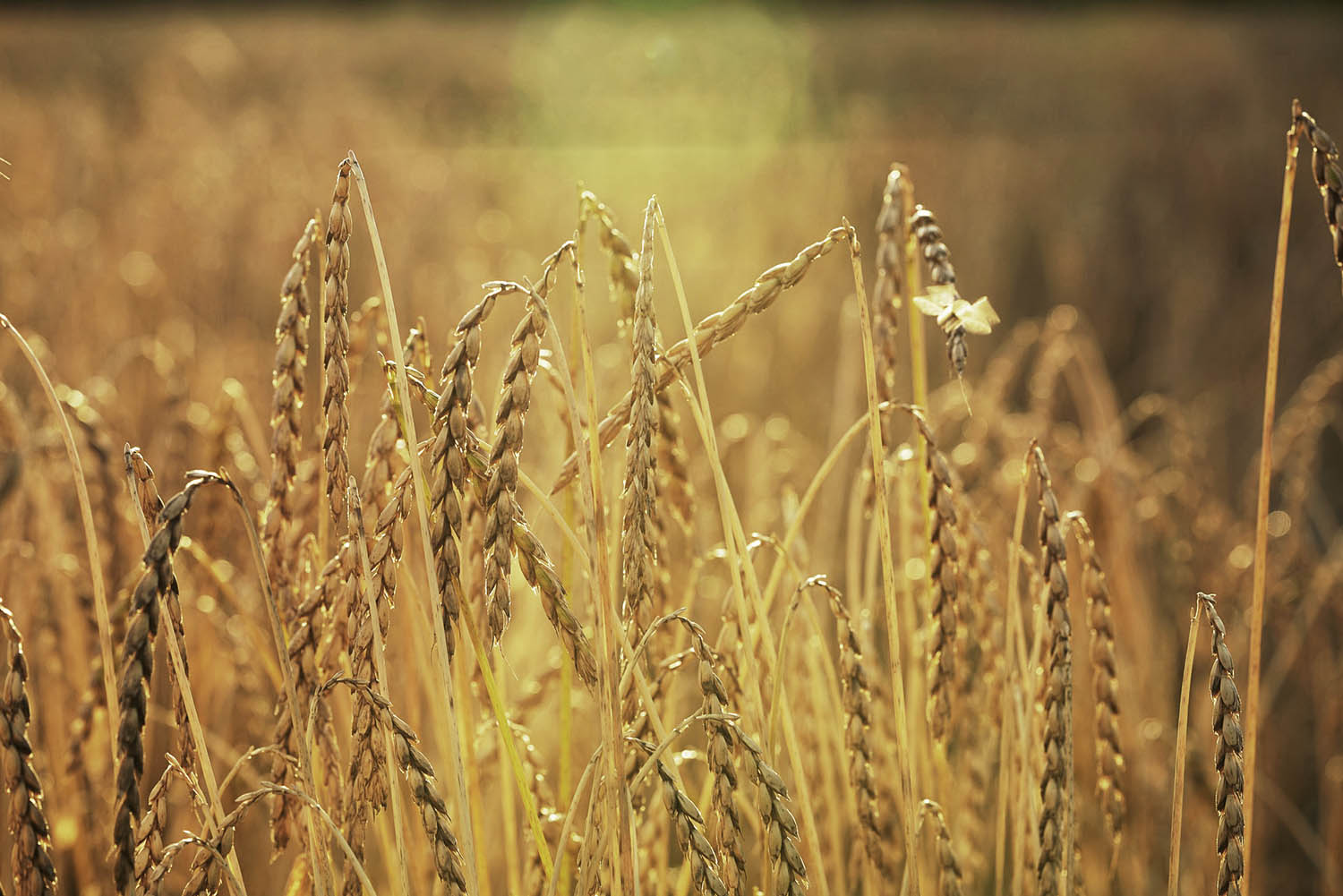 Wraca uprawa starych odmian zbóż. Dlaczego? - Radio Kielce