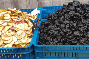 Suszone owoce / Fot. Marzena Smoręda – Radio Kielce