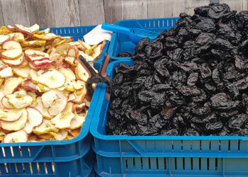 Suszone owoce / Fot. Marzena Smoręda – Radio Kielce