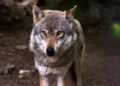 Atak wilków na zwierzęta w gminie Secemin