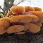 Płomiennica zimowa. / Fot. nagrzybyby.pl