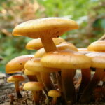 Zima to dobry czas na grzybobranie