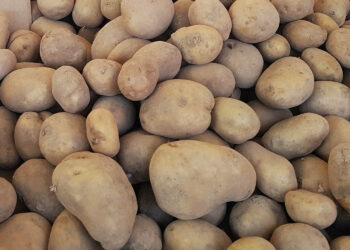 Fot. Marzena Smoręda - Radio Kielce