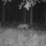 Coraz więcej wilków w świętokrzyskich lasach - Radio Kielce Wilk uchwycony przez fotopułapkę / źródło: Leśnictwo Korytków