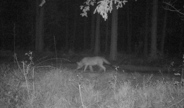 Wilk uchwycony przez fotopułapkę / źródło: Leśnictwo Korytków