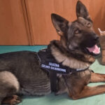 Na zdjęciu: pies Świętokrzyskiej Krajowej Administracji Skarbowej / Fot. Izba Administracji Skarbowej w Kielcach