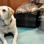 Na zdjęciu: pies Świętokrzyskiej Krajowej Administracji Skarbowej / Fot. Izba Administracji Skarbowej w Kielcach