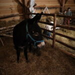 21.12.2022. Sandomierz. Żywa szopka. / Fot. ks. Grzegorz Słodkowski -rzecznik diecezji sandomierskiej