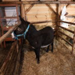 21.12.2022. Sandomierz. Żywa szopka. / Fot. ks. Grzegorz Słodkowski -rzecznik diecezji sandomierskiej