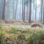 Coraz więcej wilków w świętokrzyskich lasach - Radio Kielce Wilk uchwycony przez fotopułapkę / źródło: Leśnictwo Korytków