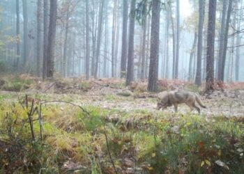 Wilk uchwycony przez fotopułapkę / źródło: Leśnictwo Korytków