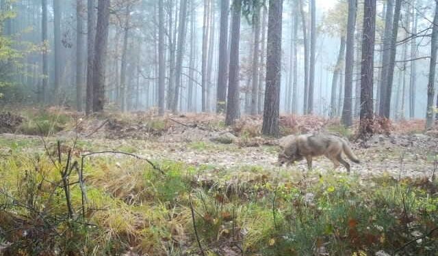 Wilk uchwycony przez fotopułapkę / źródło: Leśnictwo Korytków