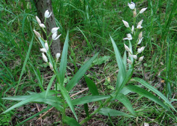 Powstał nowy rezerwat przyrody Bliżyn – Kopalnia Ludwik - Radio Kielce