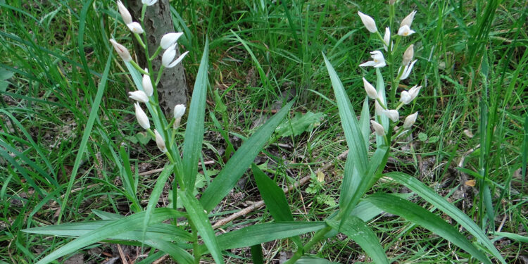 Powstał nowy rezerwat przyrody Bliżyn – Kopalnia Ludwik - Radio Kielce