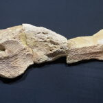 01.12.2022. Starachowice. Odcisk czaszki kaptiozaura. / Fot. Anna Głąb - Radio Kielce