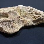 01.12.2022. Starachowice. Odcisk czaszki kaptiozaura. / Fot. Anna Głąb - Radio Kielce