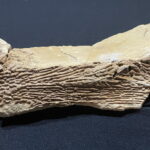 01.12.2022. Starachowice. Odcisk czaszki kaptiozaura. / Fot. Anna Głąb - Radio Kielce