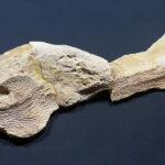 01.12.2022. Starachowice. Odcisk czaszki kaptiozaura. / Fot. Anna Głąb - Radio Kielce