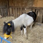 Skarzysko-Kamienna. Żywa szopka u oo. franciszkanów / Fot. O. Jacek Staszewski