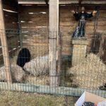 Skarzysko-Kamienna. Żywa szopka u oo. franciszkanów / Fot. O. Jacek Staszewski