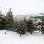 13.12.2022. Kielce. Sprzedaż choinek. Stoisko na Placu Wolności / Fot. Wiktor Taszłow – Radio Kielce