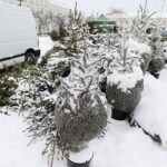 13.12.2022. Kielce. Sprzedaż choinek / Fot. Wiktor Taszłow - Radio Kielce