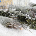 13.12.2022. Kielce. Sprzedaż choinek / Fot. Wiktor Taszłow - Radio Kielce