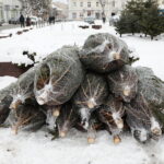 13.12.2022. Kielce. Sprzedaż choinek / Fot. Wiktor Taszłow - Radio Kielce