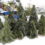 13.12.2022. Kielce. Sprzedaż choinek / Fot. Wiktor Taszłow - Radio Kielce