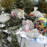 13.12.2022. Kielce. Sprzedaż choinek / Fot. Wiktor Taszłow - Radio Kielce