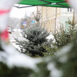 13.12.2022. Kielce. Sprzedaż choinek. Stoisko na Placu Wolności / Fot. Wiktor Taszłow – Radio Kielce