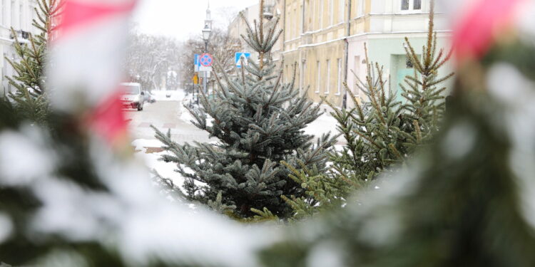 13.12.2022. Kielce. Sprzedaż choinek. Stoisko na Placu Wolności / Fot. Wiktor Taszłow – Radio Kielce